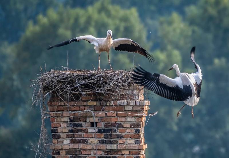 Professional Chimney Animal Removal Services in Nottingham, Maryland