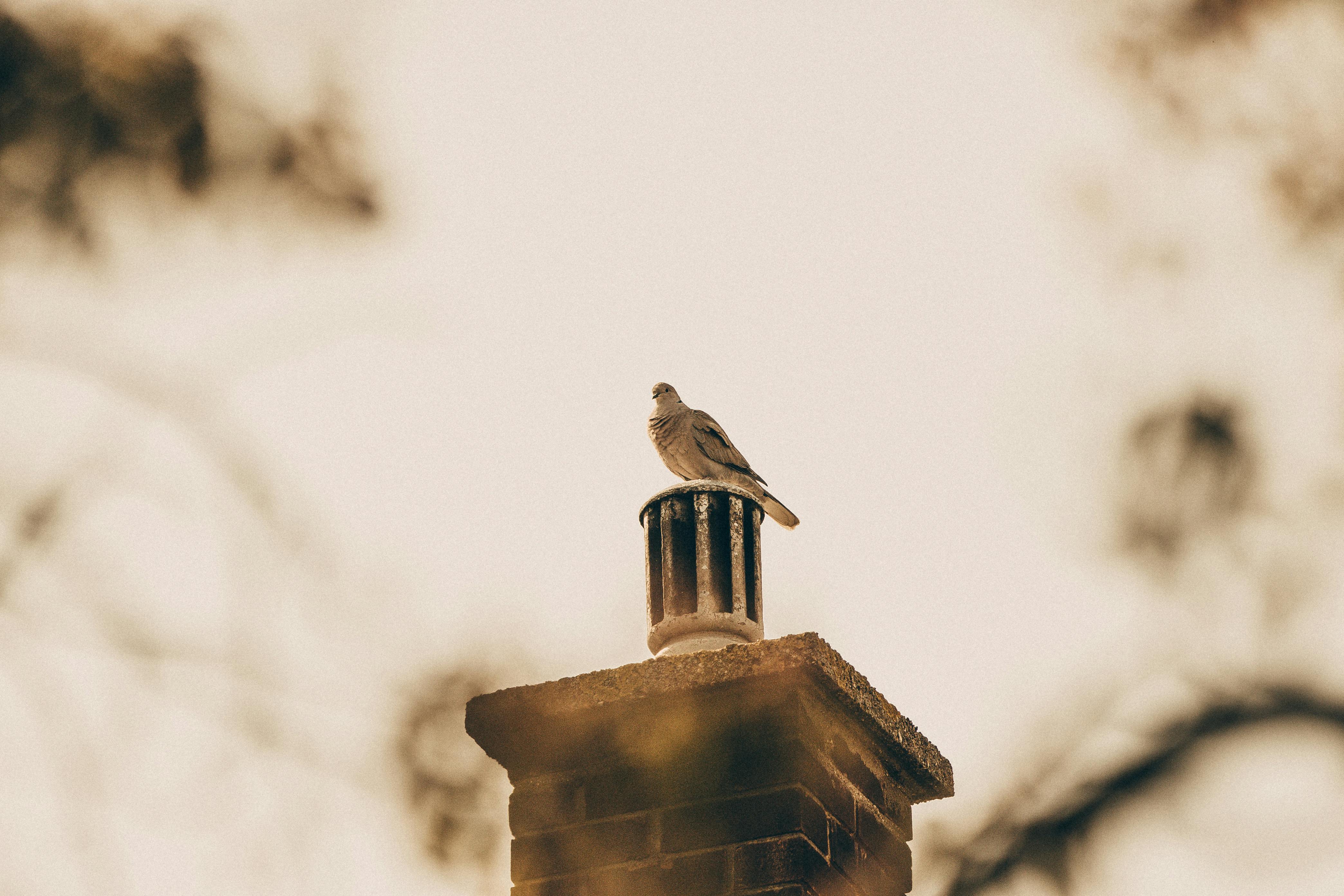 Professional Chimney Cap and Damper In Nottingham Maryland